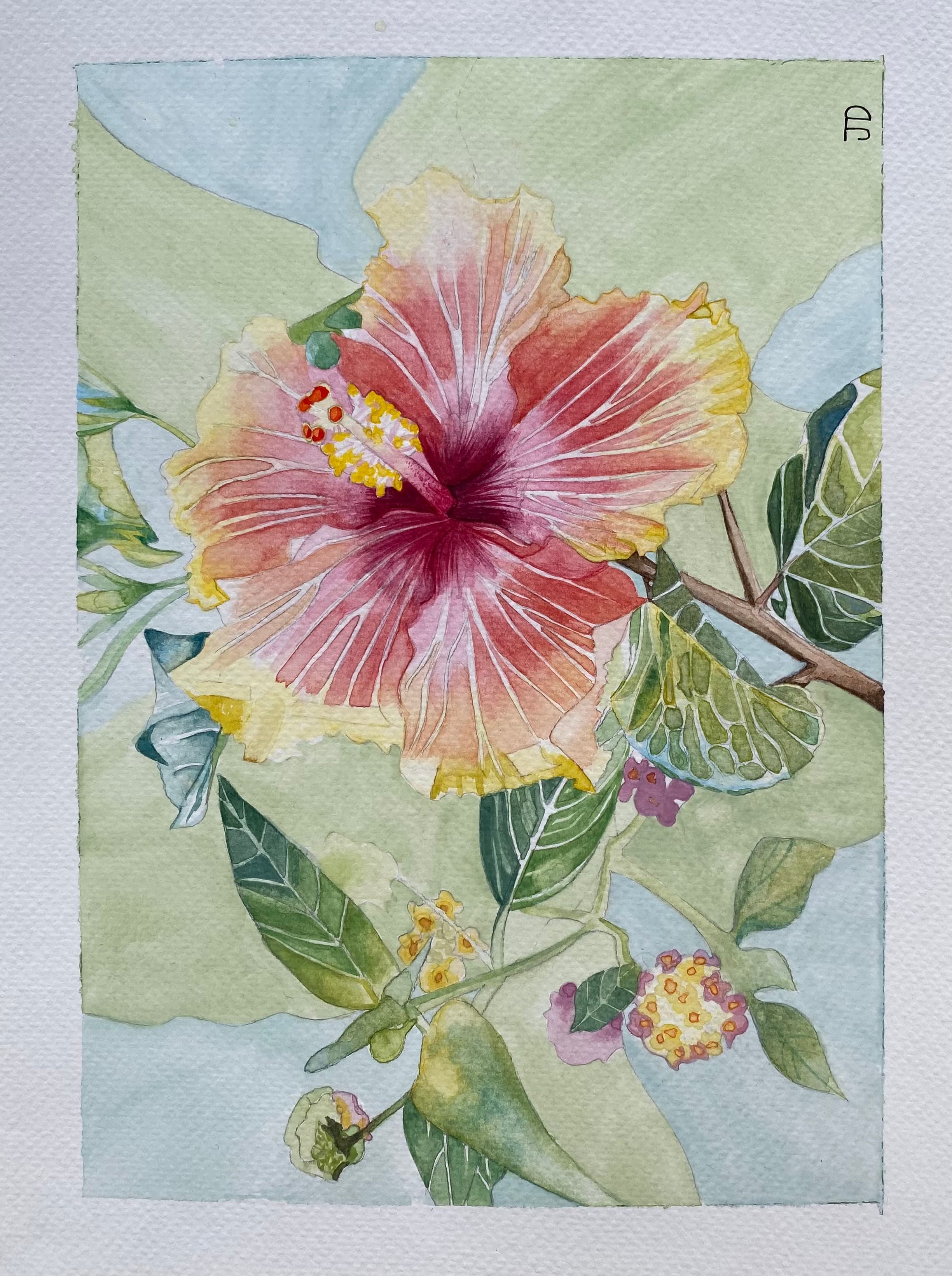 Bloedel Conservatory Hibiscus